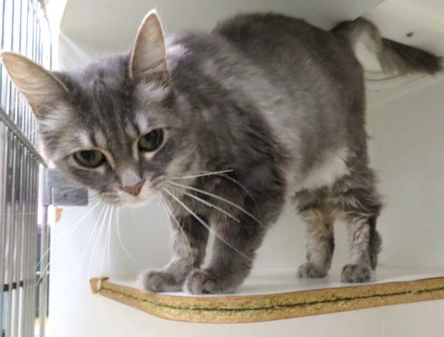 A young small-sized female Domestic Medium Hair cat named Gray for adoption in Oklahoma City, OK
