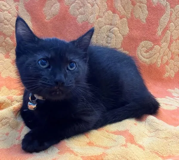 A baby small-sized male Domestic Short Hair cat named Midnight for adoption in Staten Island, NY