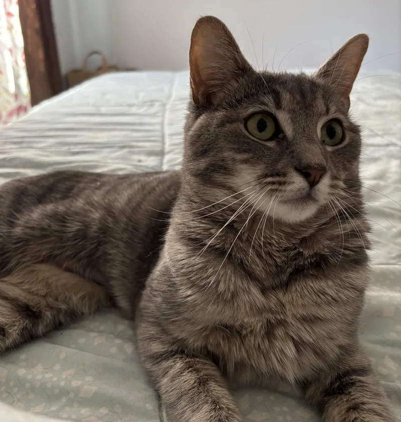A young medium-sized female Domestic Short Hair cat named Zara for adoption in Naugatuck, CT