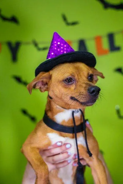 An adult small-sized male Mixed Breed dog named Biscotti for adoption in New Orleans, LA