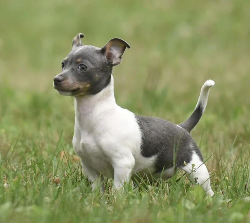 A baby small-sized male Chihuahua dog named Joey for adoption in Mechanicsburg, PA