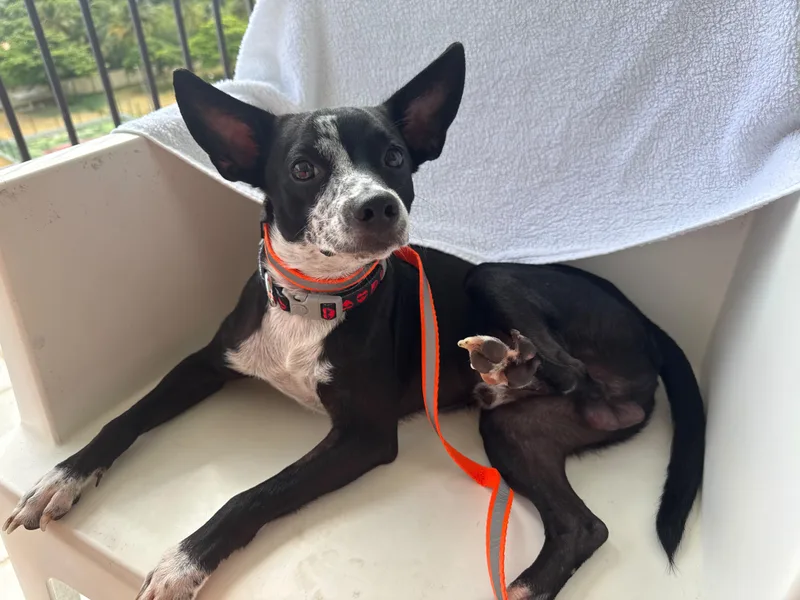 An adult small-sized male Black Terrier dog named Walter for adoption in Pleasant Valley, NY