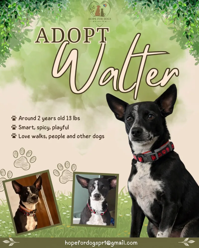 Walter thumbnail 5