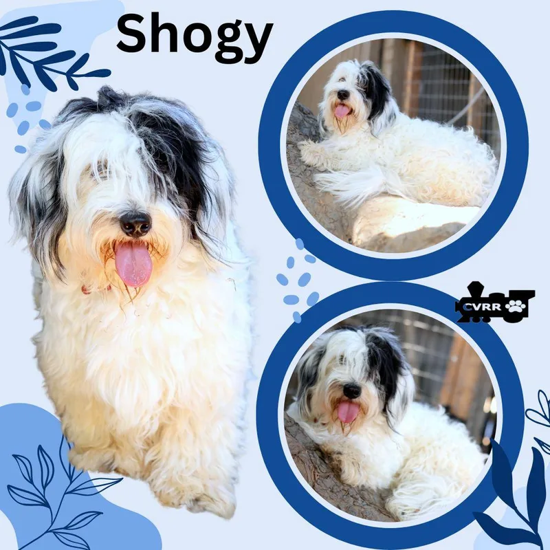 Shogy