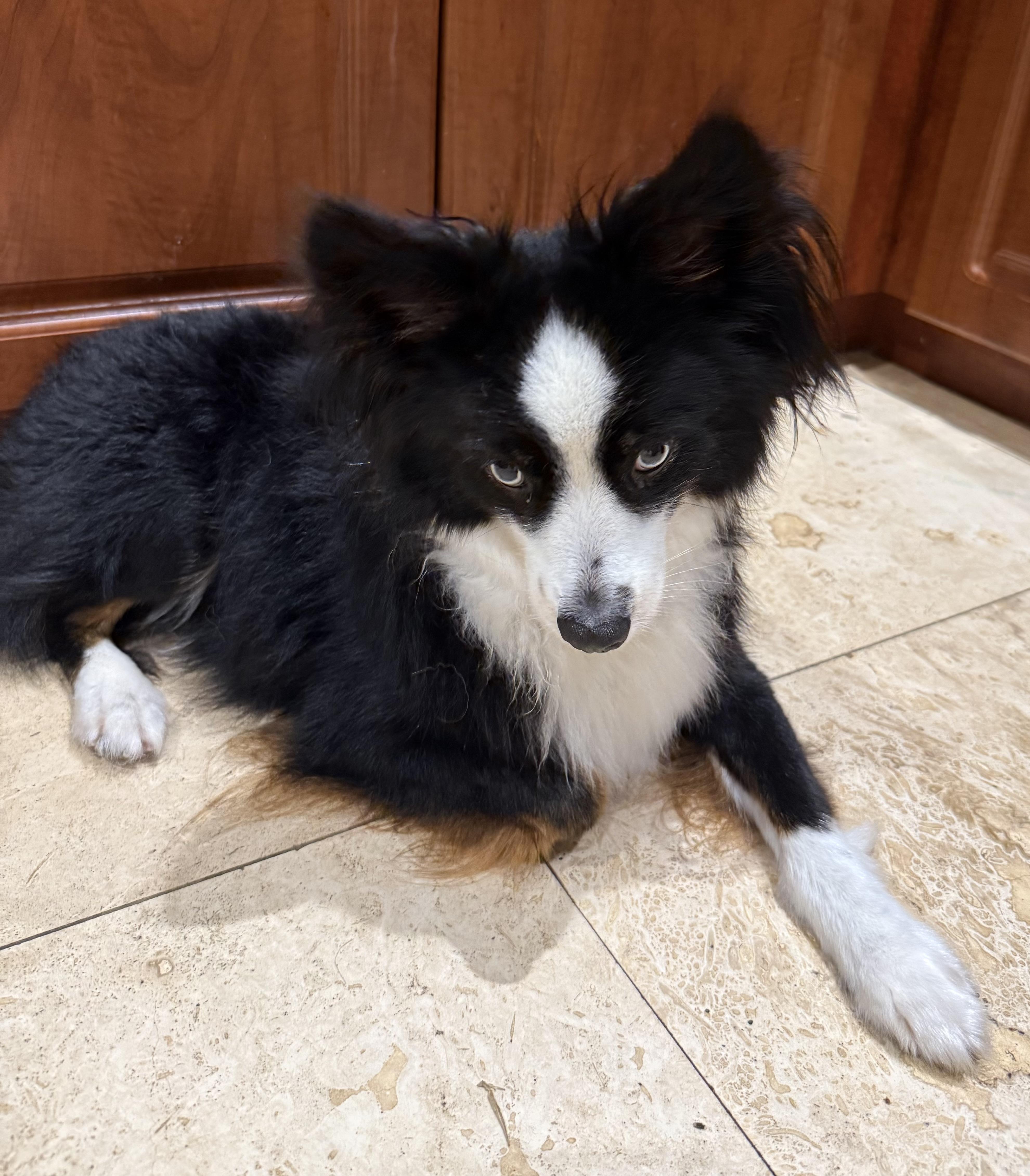 A young small-sized male Tricolor (Brown, Black, & White) Australian Shepherd dog named Randy Mini Aussie Sky for adoption in Boca Raton, FL