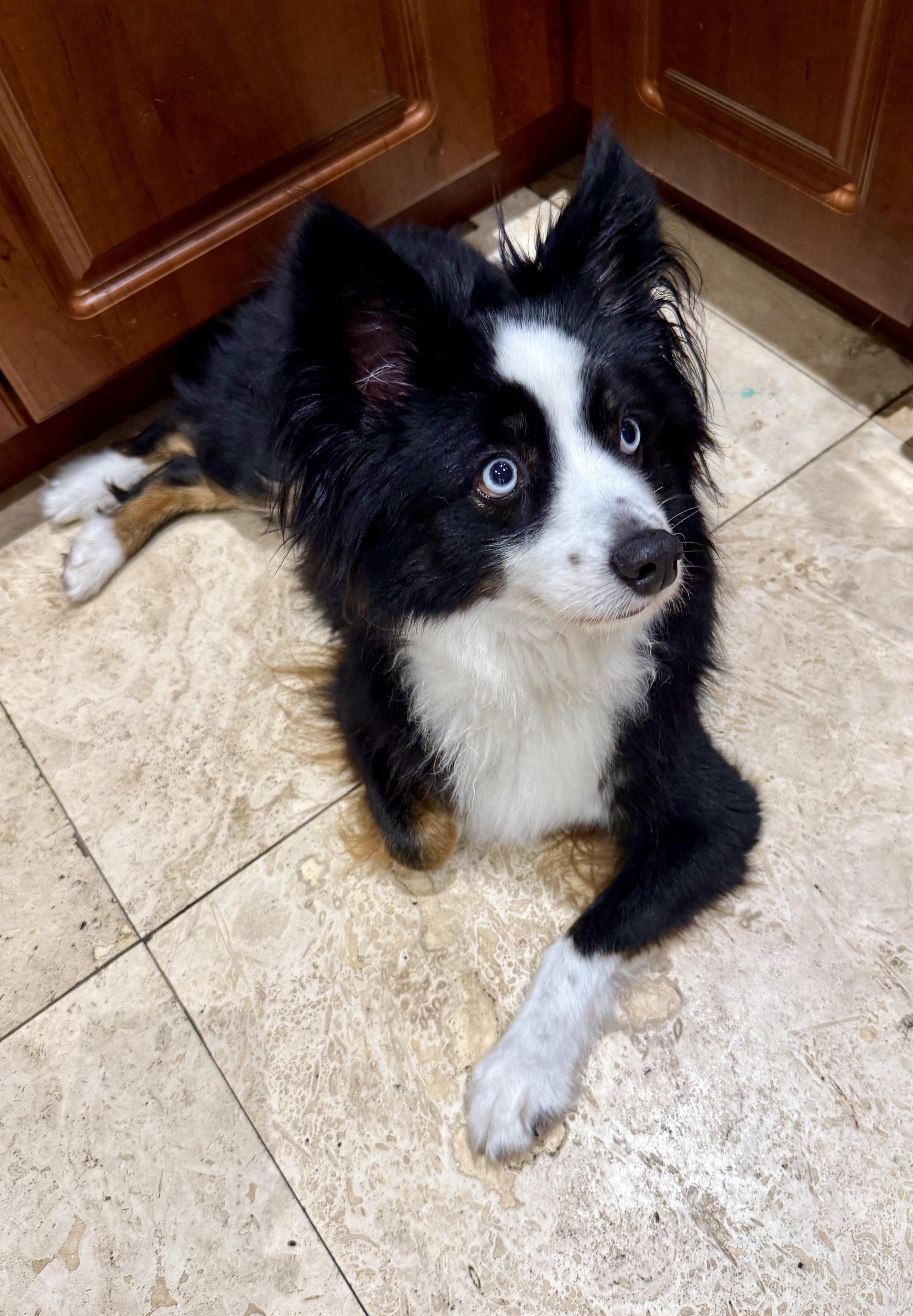 Randy Mini Aussie Sky thumbnail 2