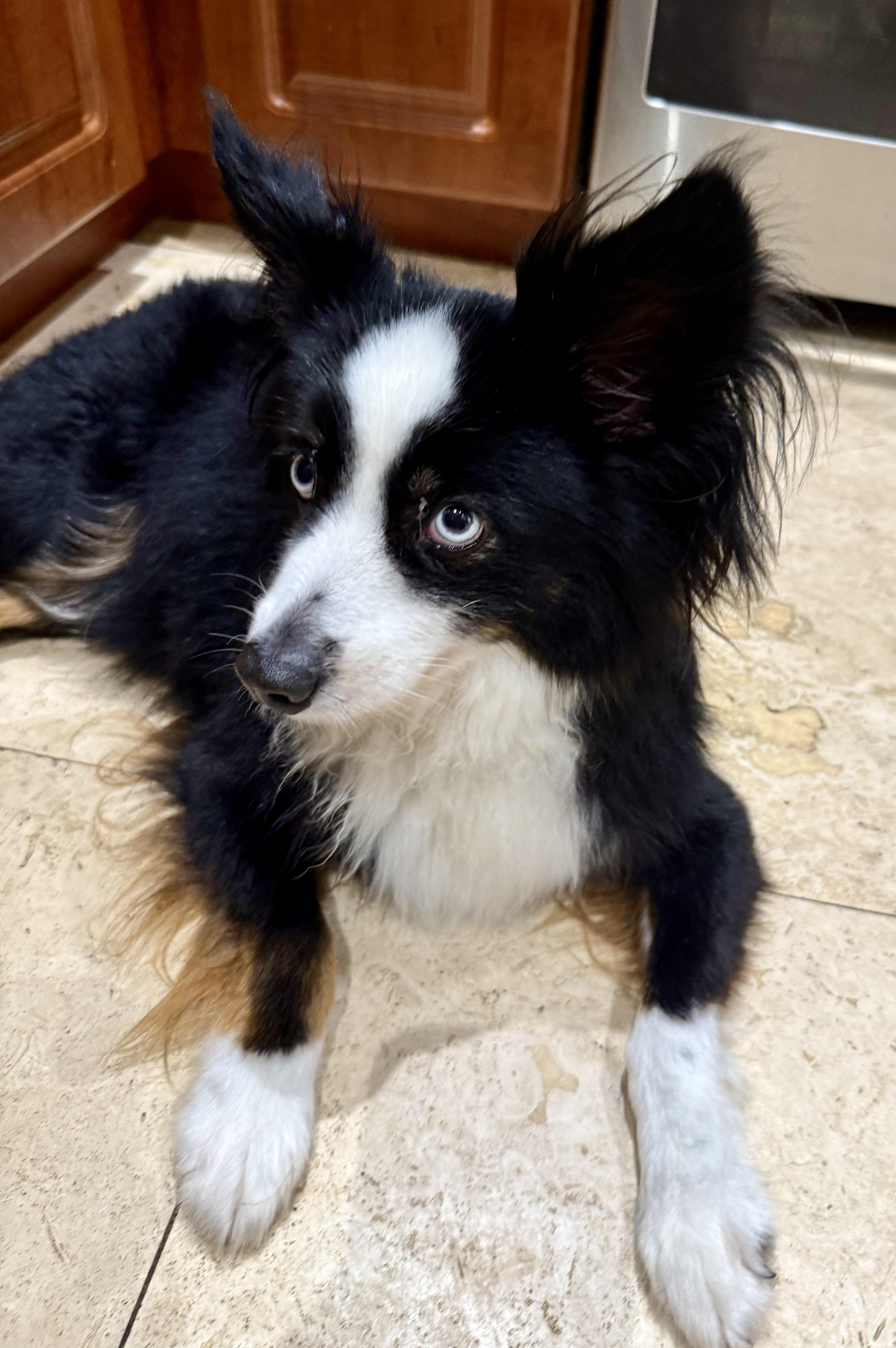 Randy Mini Aussie Sky thumbnail 3