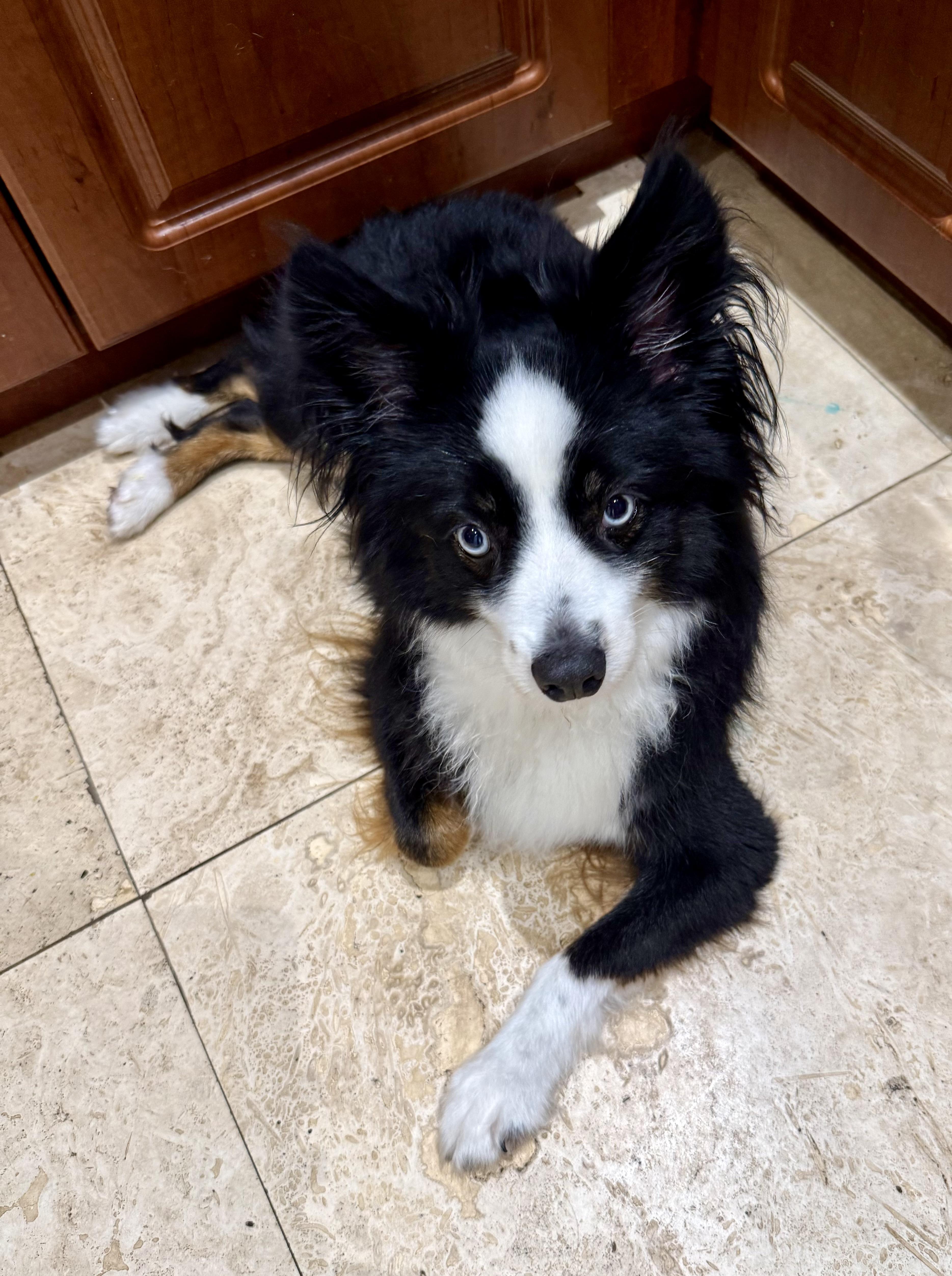 Randy Mini Aussie Sky thumbnail 4