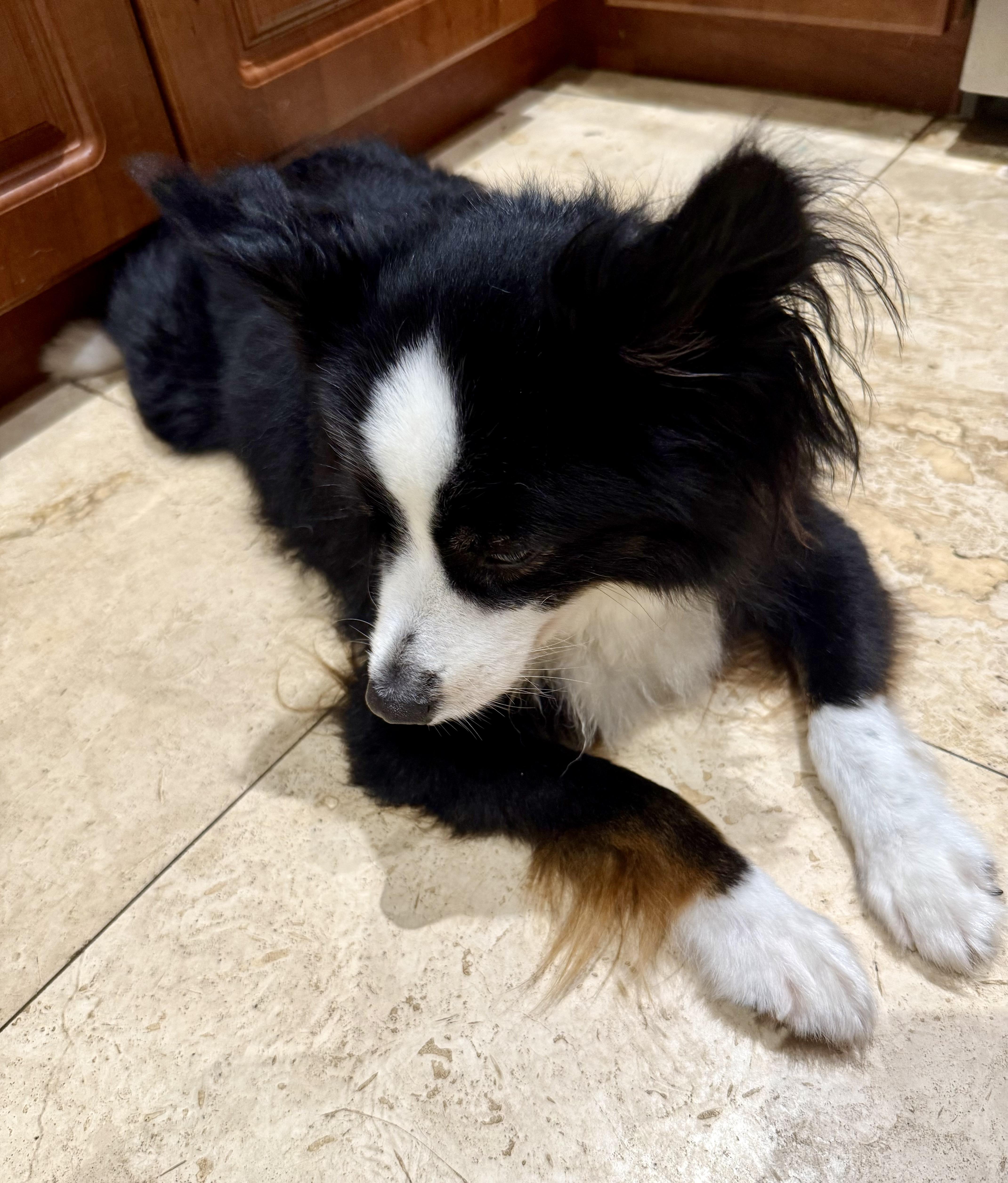 Randy Mini Aussie Sky thumbnail 5