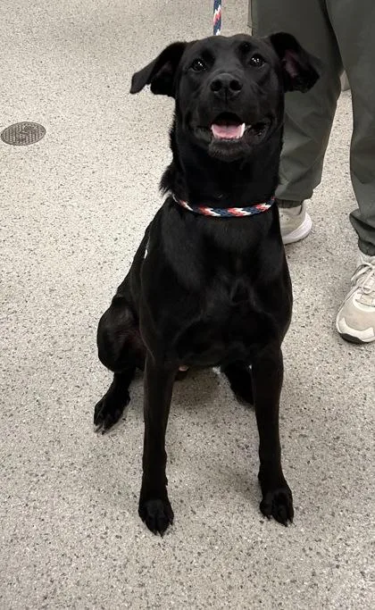 A baby large-sized male Labrador Retriever dog named Knox for adoption in Fishers, IN