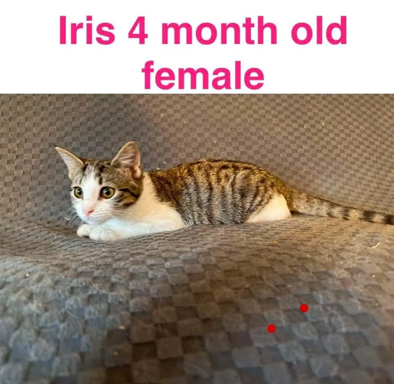 A baby small-sized female Domestic Short Hair cat named Iris for adoption in Mustang, OK