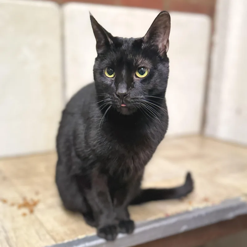 An adult medium-sized male Black Domestic Short Hair cat named Liam for adoption in North Tonawanda, NY