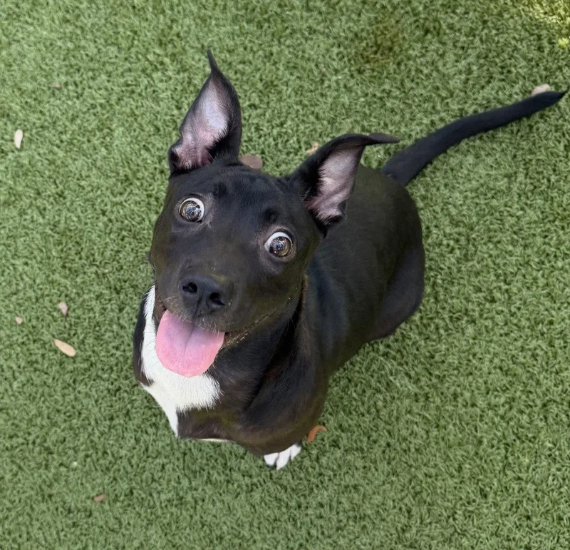 A young medium-sized female Terrier dog named Limerick for adoption in Hilton Head Island, SC