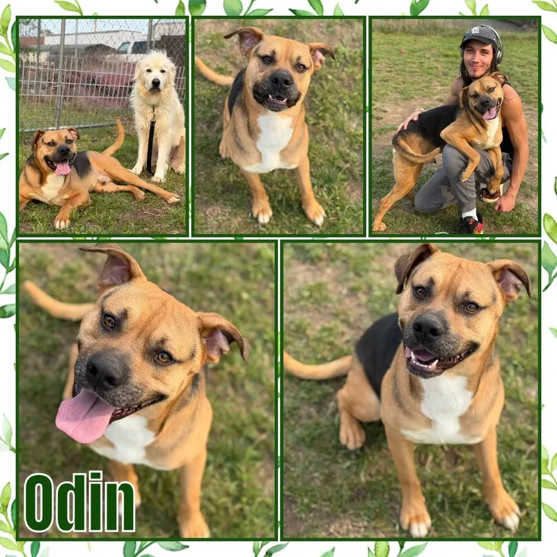 Odin thumbnail 2