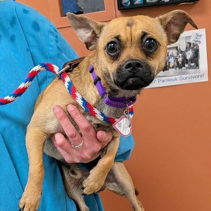 An adult small-sized male Yellow / Tan / Blond / Fawn Chihuahua dog named Chico % Off for adoption in Springfield, MA