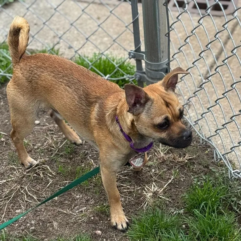 Chico % Off thumbnail 3