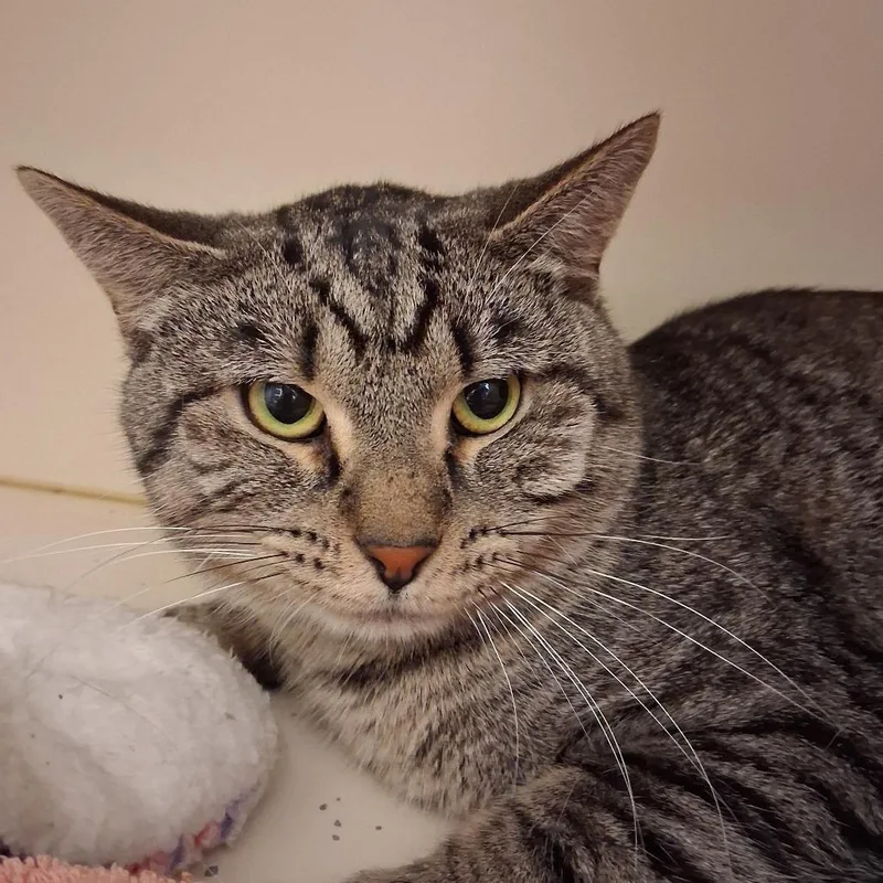 An adult large-sized male Black Domestic Short Hair cat named Crab for adoption in Dayton, OH