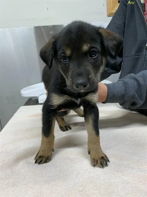 A baby medium-sized female Husky dog named Lauren for adoption in Fairbanks, AK