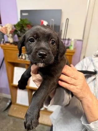 A baby small-sized female Mixed Breed dog named Cherry Garcia for adoption in West Chester, PA