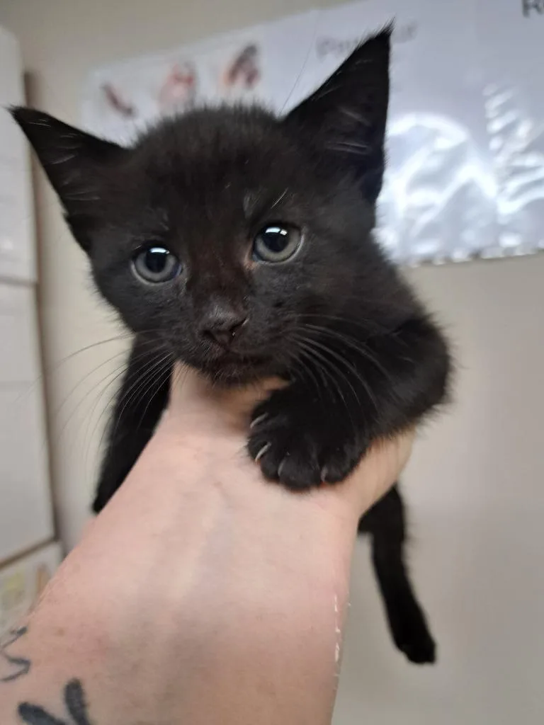 A baby medium-sized female Domestic Short Hair cat named Miranda for adoption in Fayetteville, TN