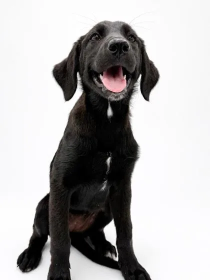 A baby medium-sized female Great Pyrenees dog named Zag for adoption in Bowling Green, KY