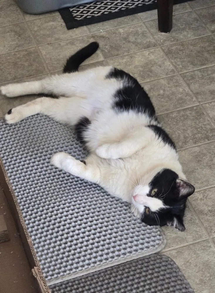 An adult large-sized male Black & White / Tuxedo Domestic Short Hair cat named Sir Percival for adoption in Telford, PA