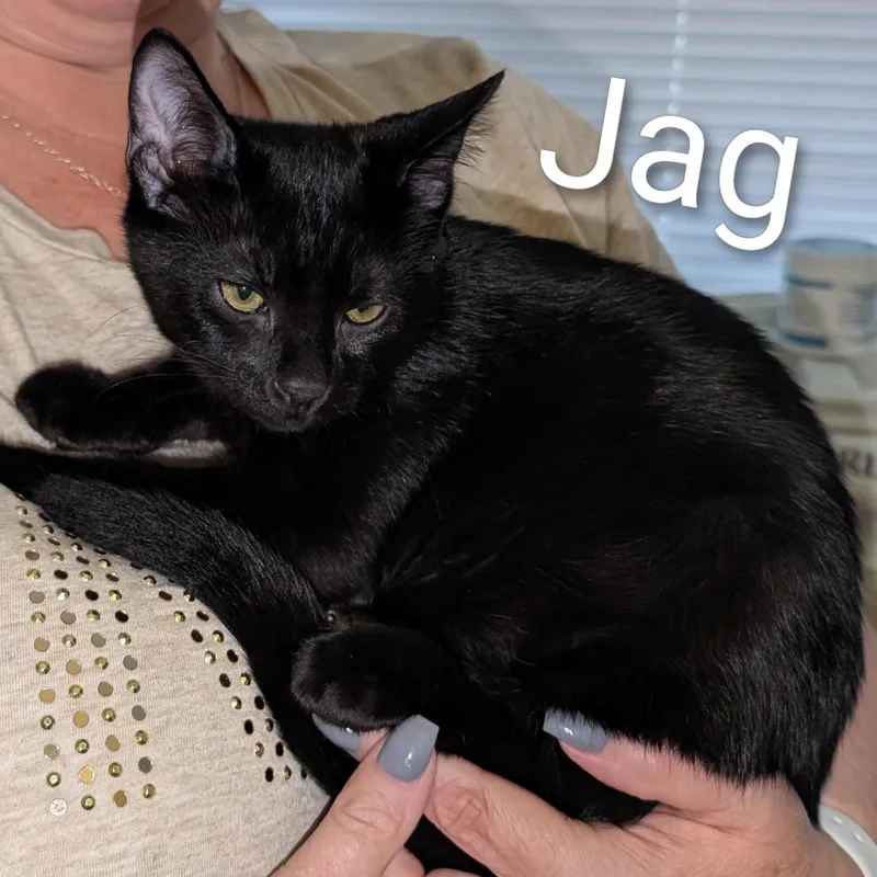 Jag thumbnail 3