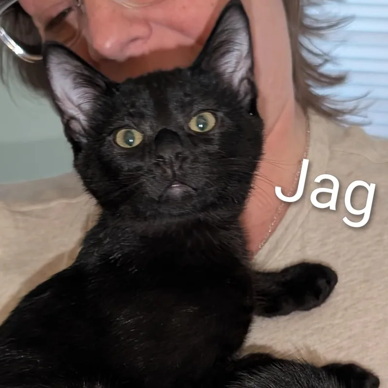 Jag