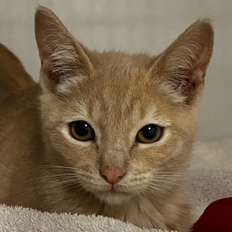 A baby small-sized female Buff / Tan / Fawn Domestic Short Hair cat named Morgan for adoption in Redwood City, CA