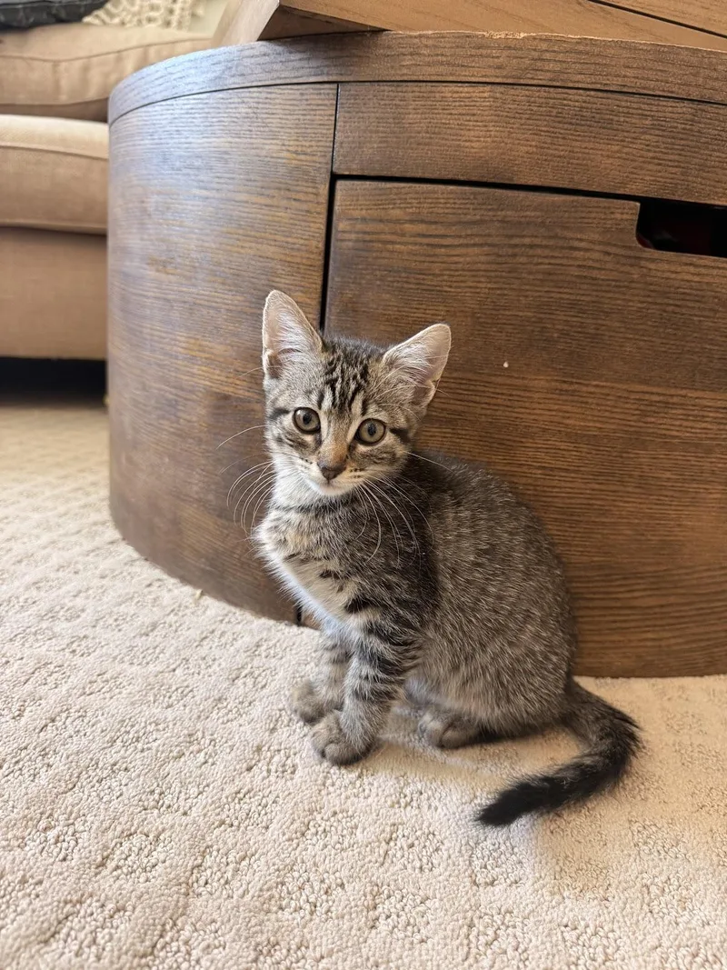 A baby medium-sized female Brown / Chocolate Domestic Short Hair cat named Forest for adoption in Liverpool, TX
