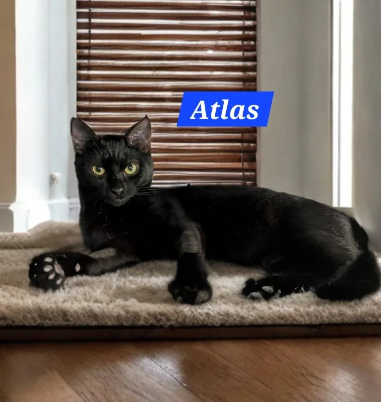 A young medium-sized male Domestic Short Hair cat named Atlas for adoption in Jim Thorpe, PA