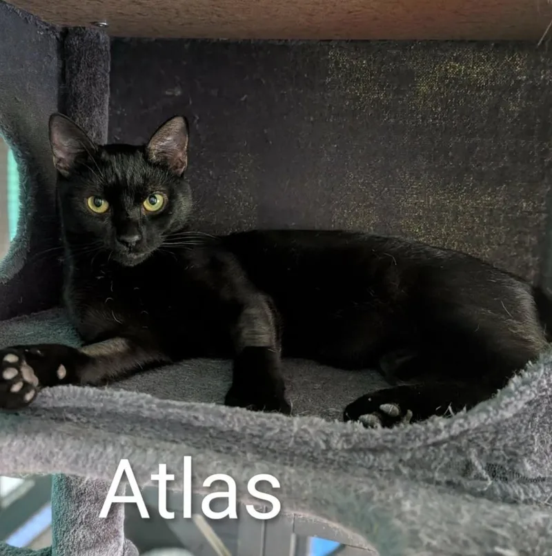 Atlas thumbnail 2
