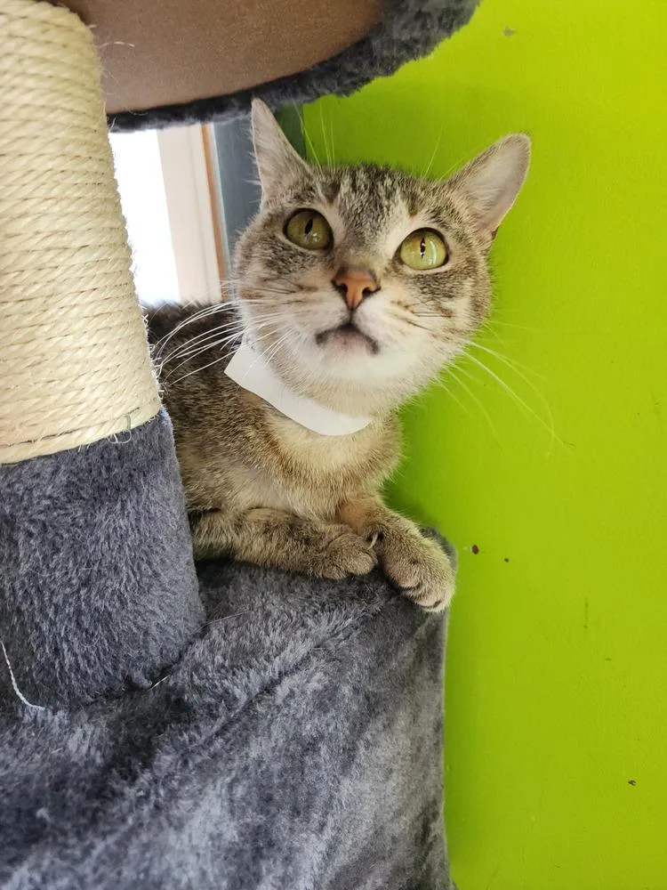 An adult medium-sized female Gray / Blue / Silver Tabby cat named Kendra for adoption in Evansville, IN