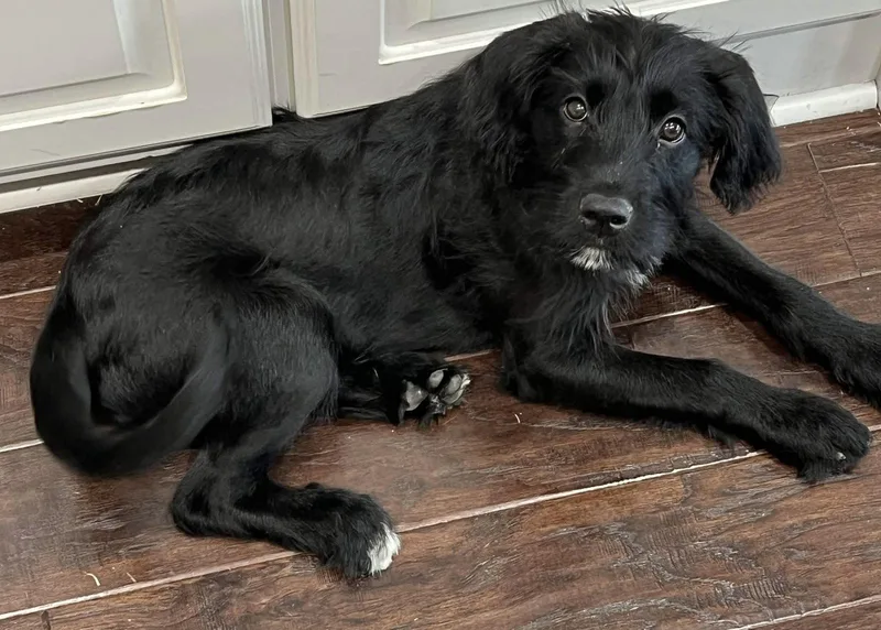 A baby large-sized male Portuguese Water Dog dog named Jesse for adoption in Fort Worth, TX
