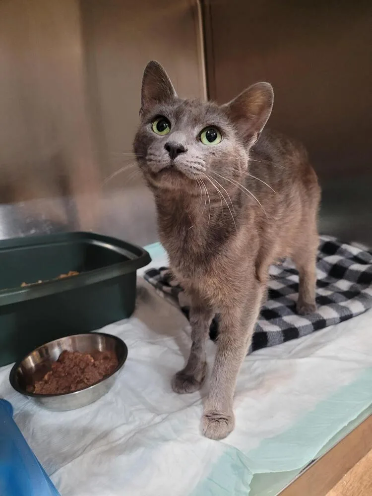 An adult small-sized male Gray / Blue / Silver Domestic Short Hair cat named Carmichael for adoption in Linton, IN