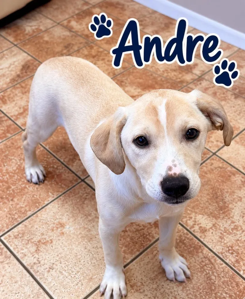 A young medium-sized female Labrador Retriever dog named Andre the Giant for adoption in Rock Hill, NY