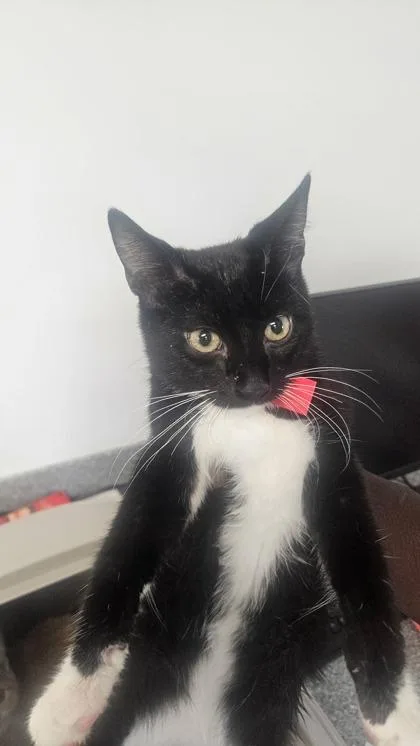 A baby medium-sized male Domestic Short Hair cat named Gene for adoption in West Chester, PA