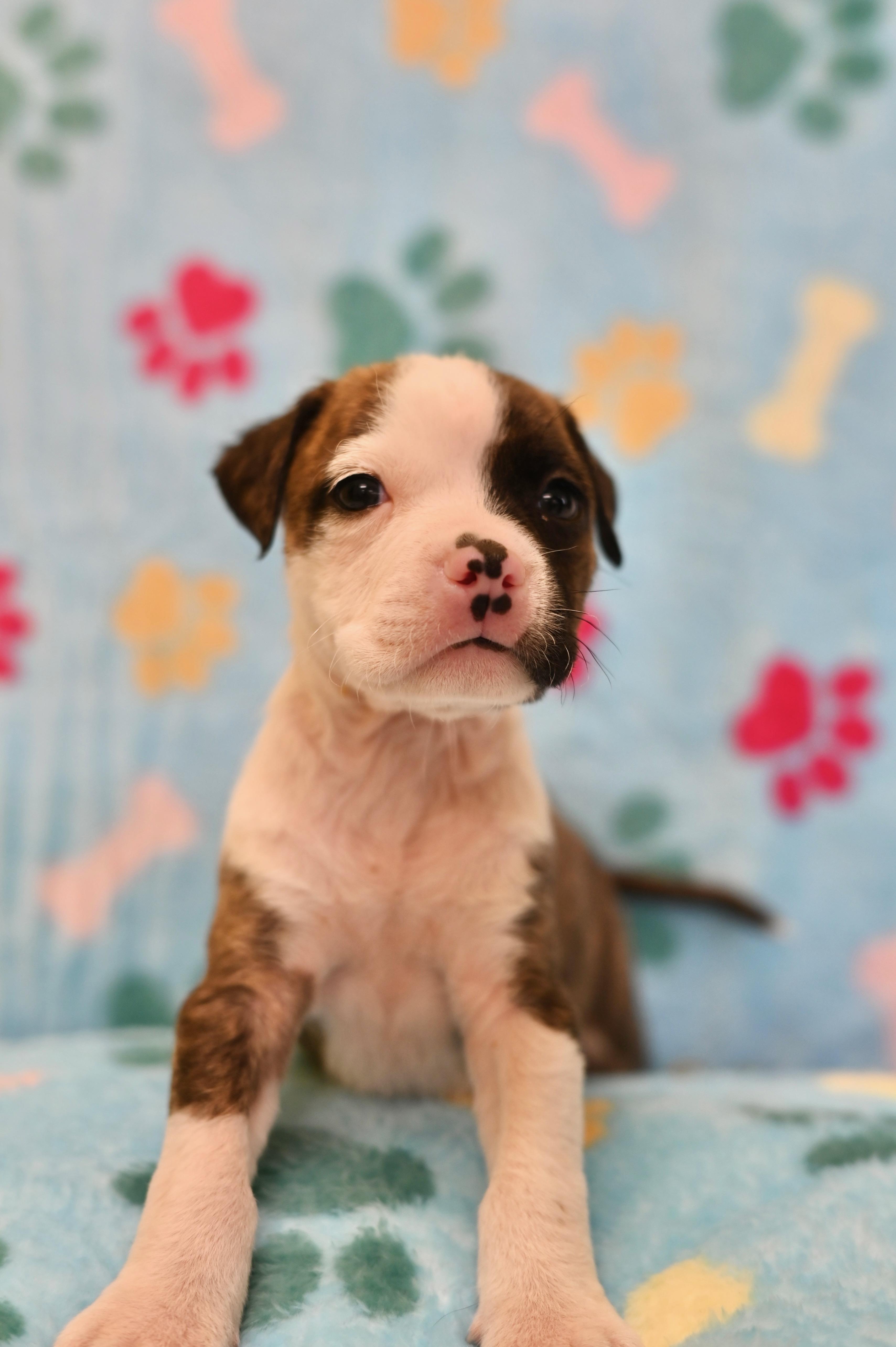 A baby medium-sized male Bulldog dog named Hawk for adoption in Miami, FL