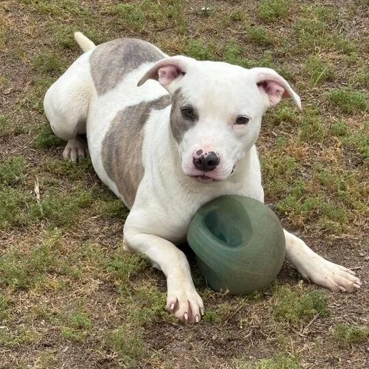 An adult medium-sized male White / Cream Pit Bull Terrier dog named Twizzler for adoption in Valdosta, GA