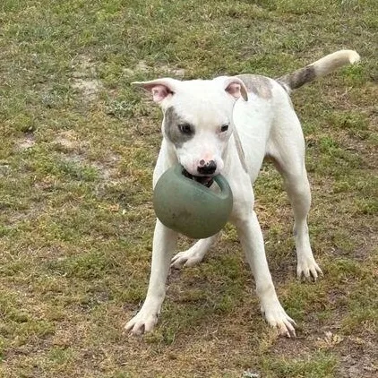 Twizzler thumbnail 2