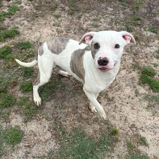 Twizzler thumbnail 3