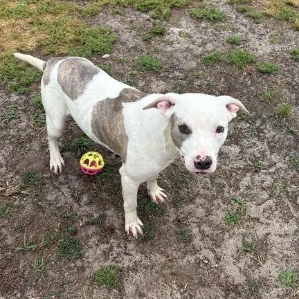 Twizzler thumbnail 4