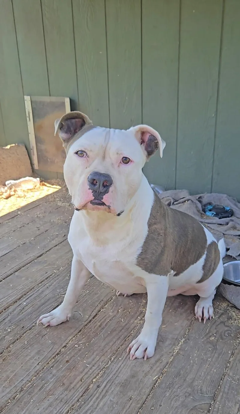 An adult medium-sized male American Staffordshire Terrier dog named Ethan for adoption in Plano, TX
