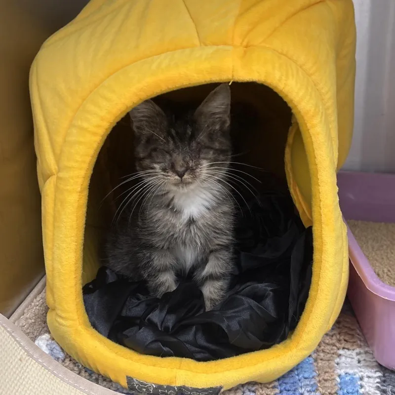 A baby small-sized male Brown / Chocolate Domestic Short Hair cat named Smitten for adoption in Jupiter, FL