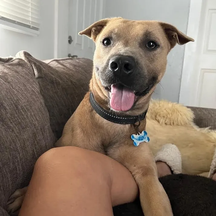 A young medium-sized male Golden American Staffordshire Terrier dog named Cash for adoption in CORPUS CHRISTI, TX