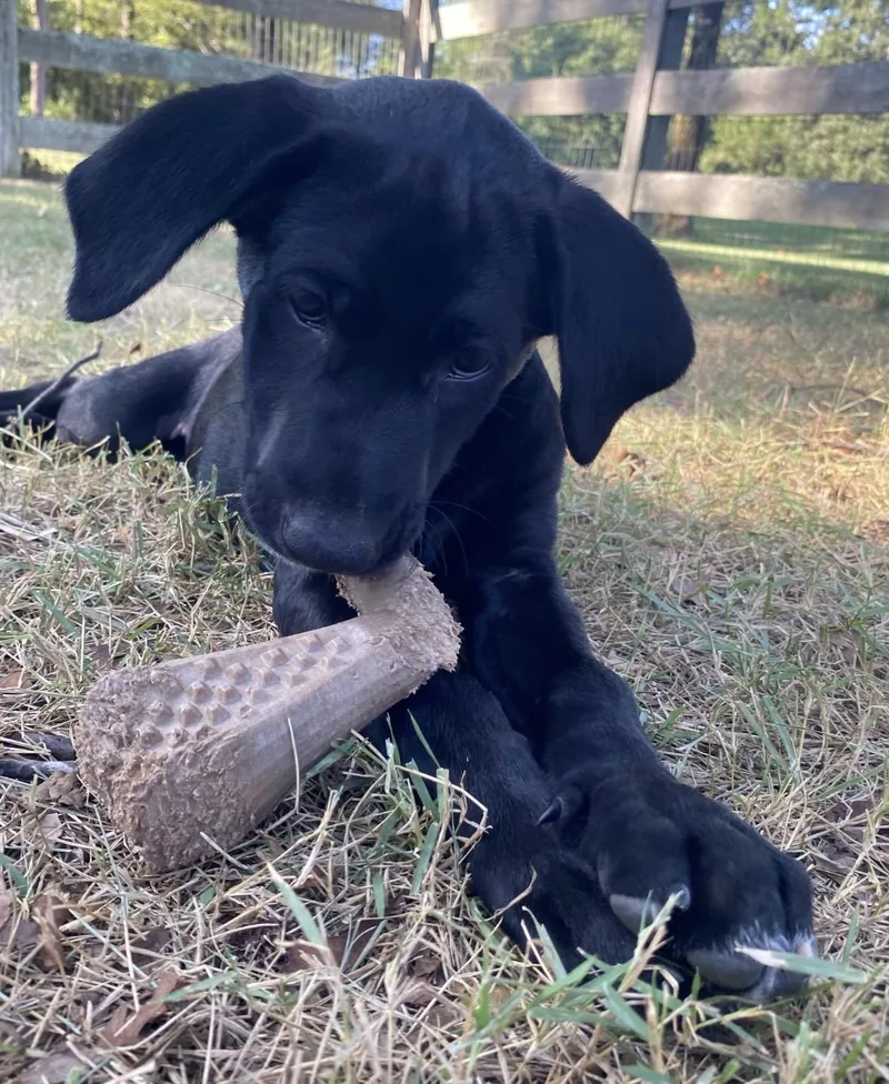 A baby medium-sized female Labrador Retriever dog named Lila for adoption in Alexander, AR