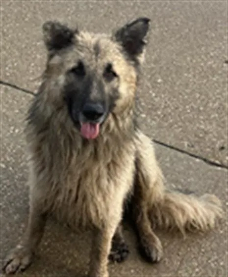 An adult extra large-sized male German Shepherd Dog dog named Rocky for adoption in Dallas, TX