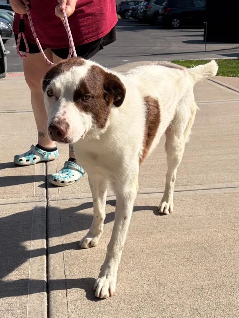 A young large-sized male Australian Shepherd dog named Dax for adoption in Liverpool, NY