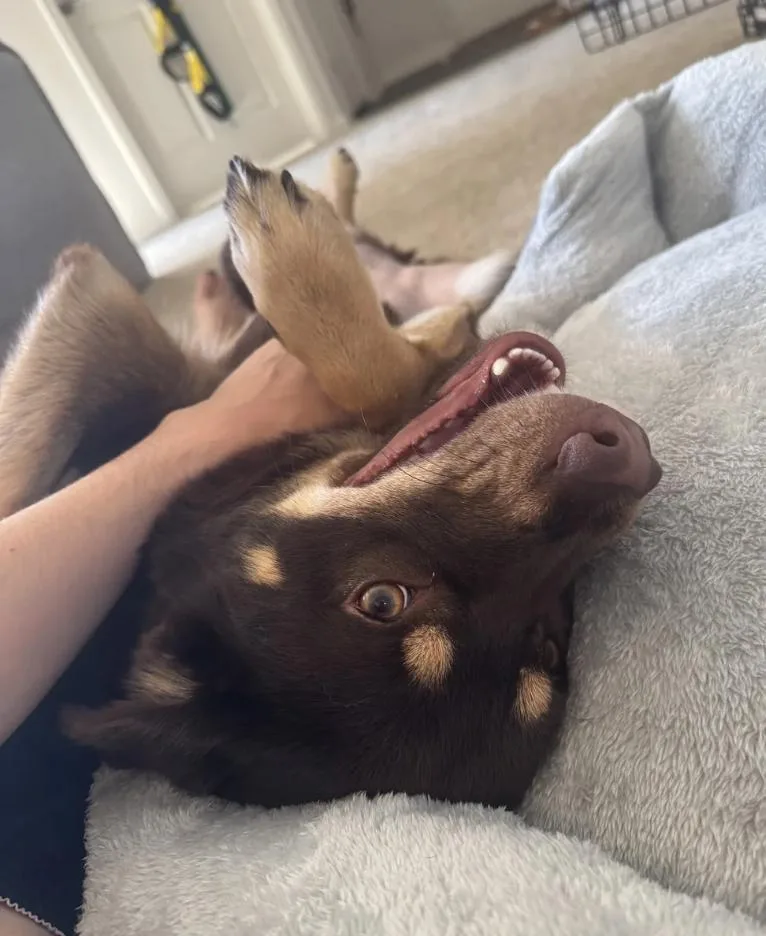 A young medium-sized female Brown / Chocolate Mixed Breed dog named Teddie Bear for adoption in Davis, CA