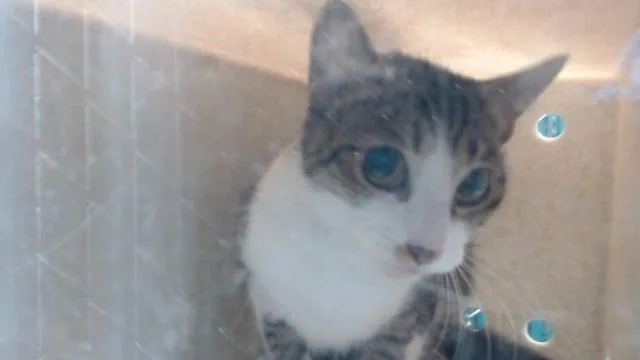 An adult medium-sized female Domestic Short Hair cat named Mimi for adoption in Downey, CA